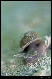 Limnée on todays freezing dive(water = 3.9° C) with buddy... by Daniel Strub 